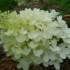 Hydrangea bombshell paniculata - opis, sadnja i njega